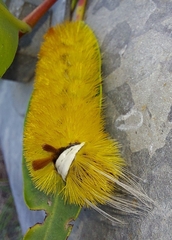 Lophocampa