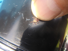 Dermacentor reticulatus