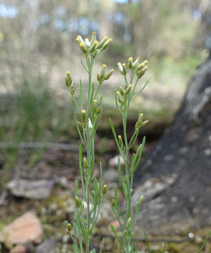 Image of Rhodanthe laevis by (c) yatesy, some rights reserved (CC BY)