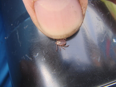 Dermacentor reticulatus