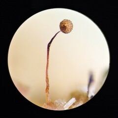 Cribraria microcarpa