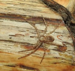 Philodromus californicus