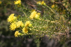 Pteronia aspera