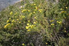 Pteronia aspera