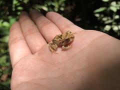 Craugastor megacephalus