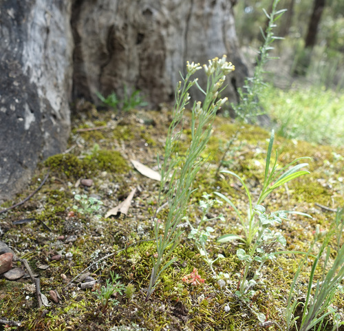 Image of Rhodanthe laevis by (c) yatesy, some rights reserved (CC BY)