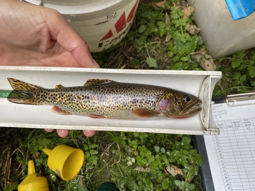 Coastal Cutthroat Trout