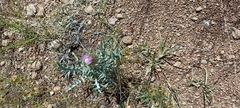 Cirsium ochrocentrum