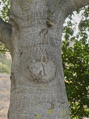 Quercus agrifolia agrifolia