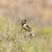 Desert Black-throated Sparrow - Photo (c) Jay Ballard, some rights reserved (CC BY-NC), uploaded by Jay Ballard