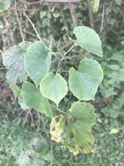 Vitis cinerea baileyana