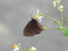 Euploea sylvester swinhoei