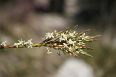 Struthiola