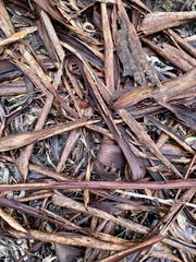 Eucalyptus diversicolor