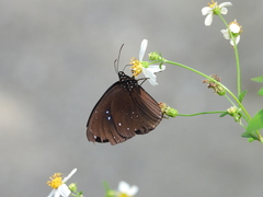 Euploea sylvester swinhoei