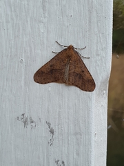 Erannis defoliaria