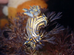 Polycera atra