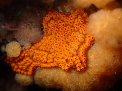 Botrylloides diegensis