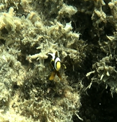 Amphiprion