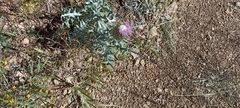 Cirsium ochrocentrum