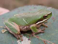 Litoria
