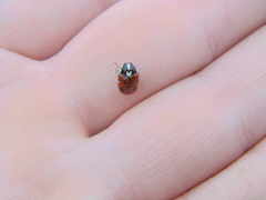 Cryptocephalus cordiger