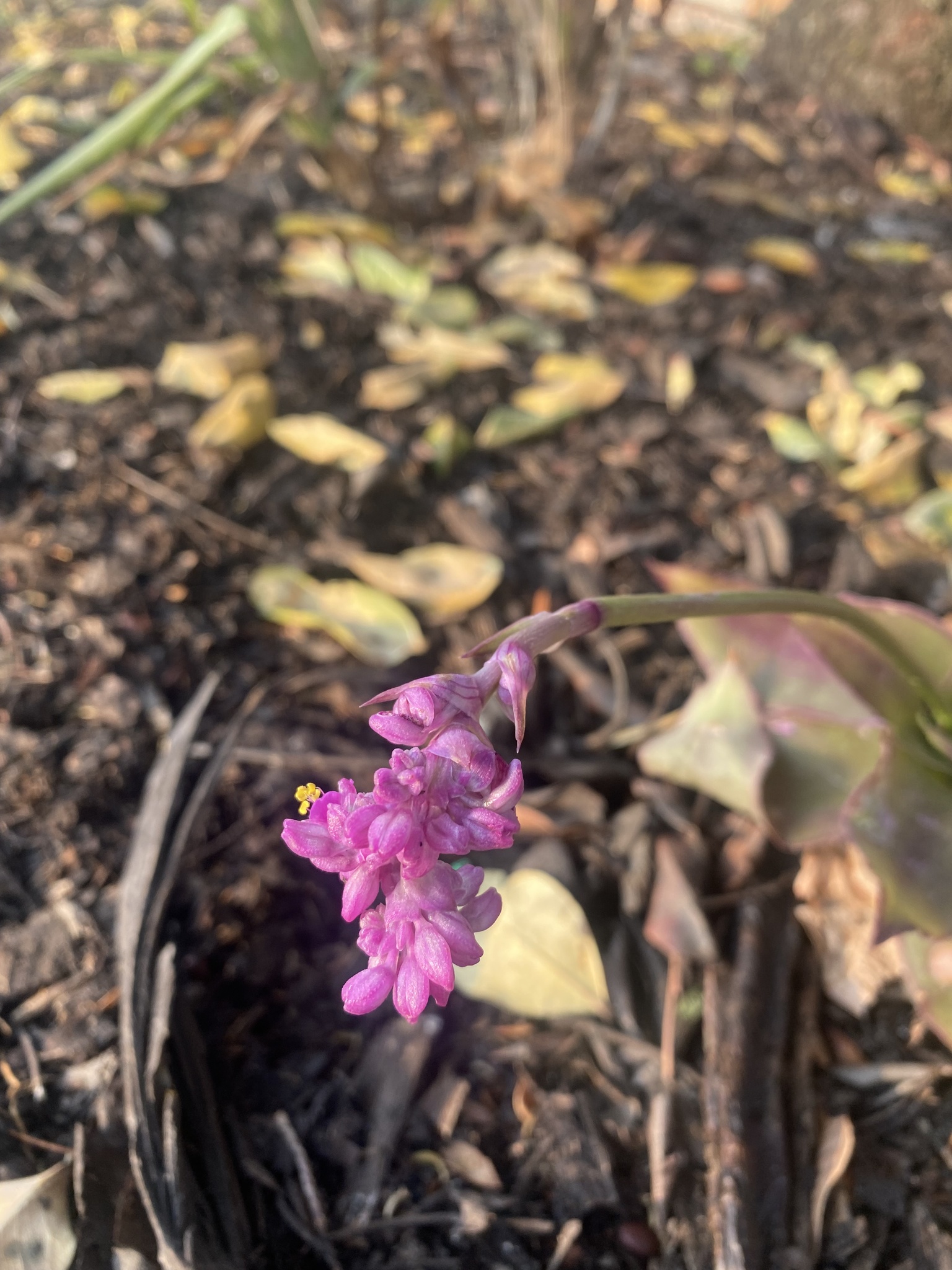 Imagem de Tradescantia-nanica