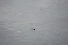 Pseudagrion punctum