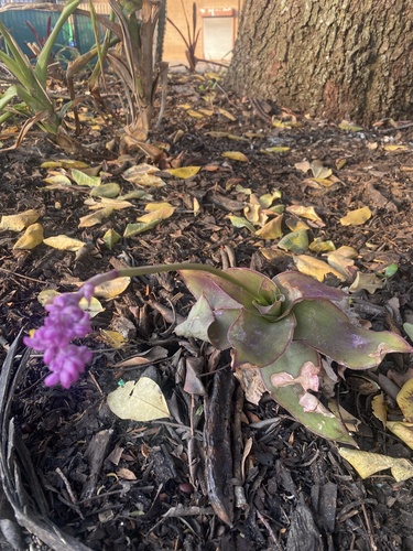 Foto de Tradescantia-nanica