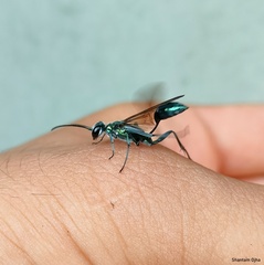 Chalybion bengalense