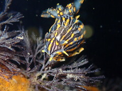 Polycera atra