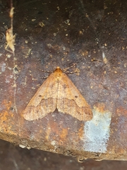 Erannis defoliaria