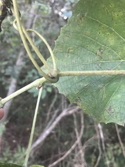 Vitis cinerea baileyana