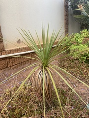 Cordyline