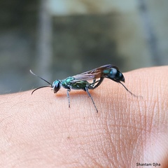 Chalybion bengalense