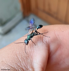 Chalybion bengalense