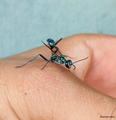 Chalybion bengalense