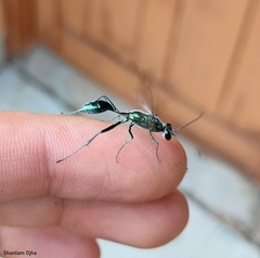 Chalybion bengalense