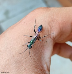 Chalybion bengalense