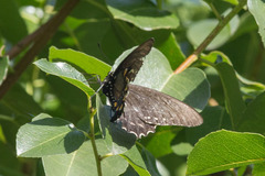 Battus philenor hirsuta