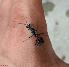 Chalybion bengalense