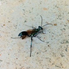 Chalybion bengalense