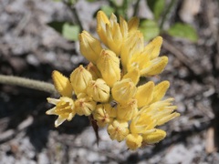 Conostylis aculeata