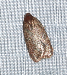 Acleris maccana