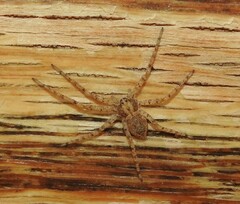 Philodromus californicus