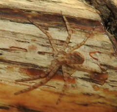 Philodromus californicus