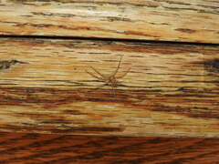 Philodromus californicus