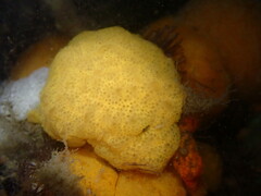 Distaplia occidentalis