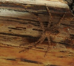 Philodromus californicus