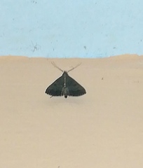 Nodaria externalis